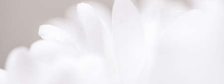 White daisy flower in bloom and floral petals in spring, nature and botanical background, macro close-upの写真素材