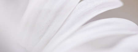 White daisy flower in bloom and floral petals in spring, nature and botanical background, macro close-upの写真素材