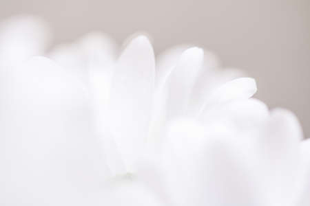 White daisy flower in bloom and floral petals in spring, nature and botanical background, macro close-upの写真素材