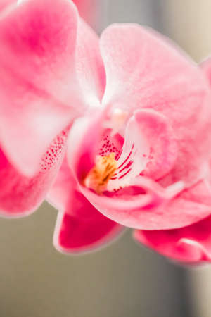 Orchid flower in bloom, floral blossom and botanical garden conceptの写真素材