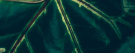 Green leaf texture as tropical botanical garden background, nature and environment conceptの写真素材