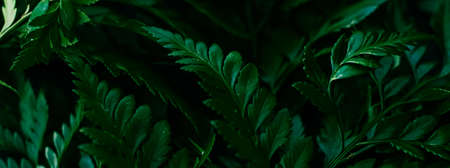 Tropical plant leaves in garden as botanical background, nature and environment close-up