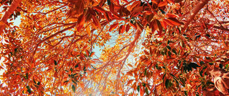 Botanical background, olive tree branches and leaves in summer, beautiful nature backdrop