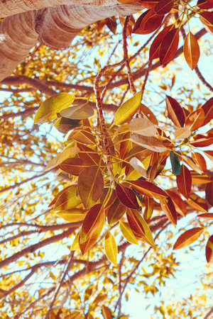 Botanical background, olive tree branches and leaves in summer, beautiful nature backdrop