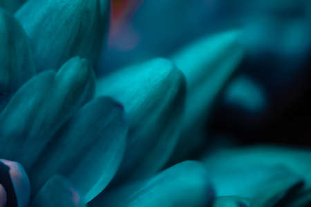 Blooming chrysanthemum or daisy flower, close-up floral petals as botanical background, macroの写真素材
