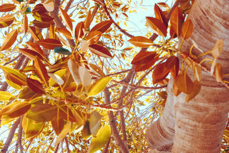 Botanical background, olive tree branches and leaves in summer, beautiful nature backdrop