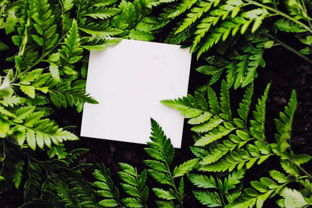 Blank card on green grass background, branding designの写真素材