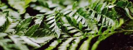 Tropical plant leaves in garden as botanical background, nature and environment close-upの写真素材