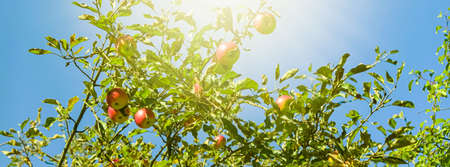 Beautiful sunny spring and summer nature, trees in park and outdoor landscape scene
