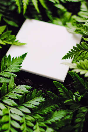 Blank card on green grass background, branding designの写真素材