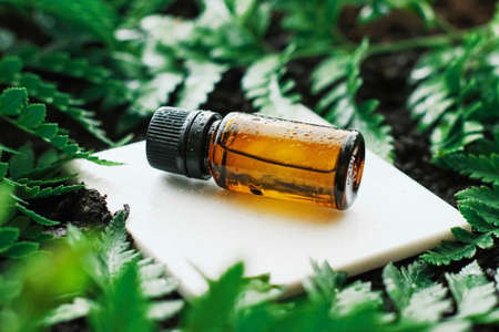 Bottle of herbal essential oil in a green tropical garden, natural scent and organic cosmetics...