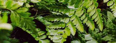 Tropical plant leaves in garden as botanical background, nature and environment close-up