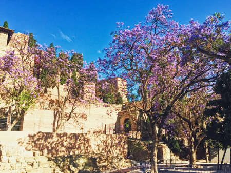 Malaga, Spain circa June, 2019: Public parks and streets of Malaga, the capital city of Andalucia region in Spain, Southern European destinationのeditorial素材