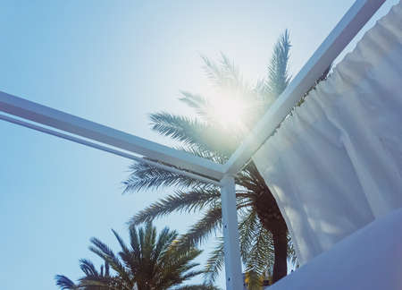 Tropical palm trees on the beach, summer nature and travel conceptの写真素材