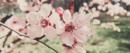 Vintage background of apple tree flowers bloom, floral blossom in sunny springの写真素材