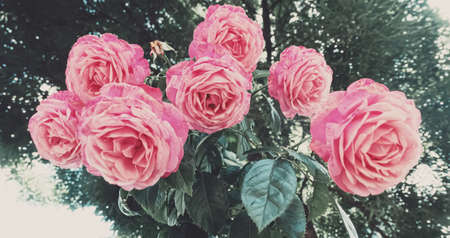 Beautiful wild pink roses in a city garden in summerの写真素材