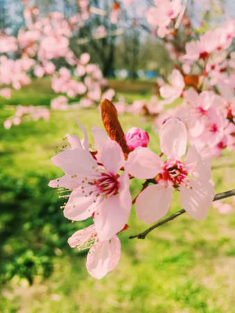 Apple tree flowers bloom, floral blossom in sunny springの写真素材