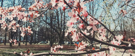 Vintage background of apple tree flowers bloom, floral blossom in sunny springの写真素材