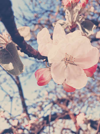 Blooming apple tree flowers in spring as floral background, nature and agricultureの写真素材