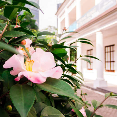 Pink rose in a garden, nature and outdoorsの写真素材