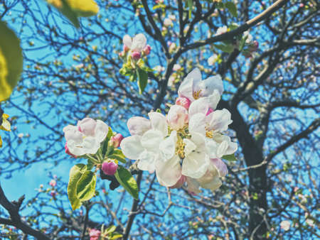 Blooming apple tree flowers in spring as floral background, nature and agriculture
