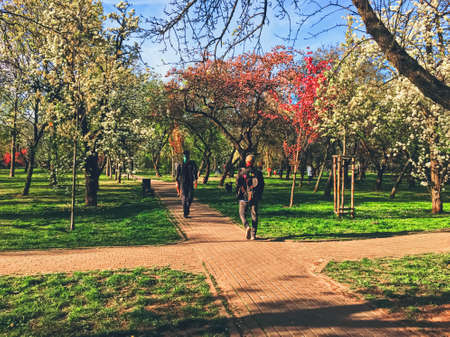 Warsaw, Poland circa May, 2020: Blooming trees in spring in a city park, nature and landscapeのeditorial素材