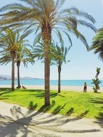 Malaga, Spain circa June, 2019: Tropical palm trees on the beach in Andalucia region in Spainのeditorial素材