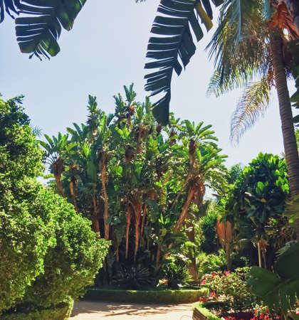 Malaga, Spain circa June, 2019: Public parks and streets of Malaga, the capital city of Andalucia region in Spain, Southern European destinationのeditorial素材