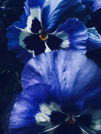 Blue flower on dark background, floral and nature conceptの写真素材