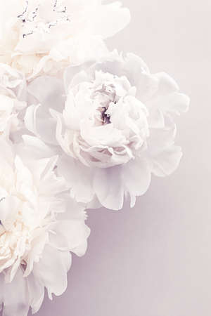 Blooming peony flowers as floral art on violet background, wedding decor and luxury branding designの写真素材