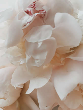 Beige peony flower as abstract floral background for holiday branding designの写真素材