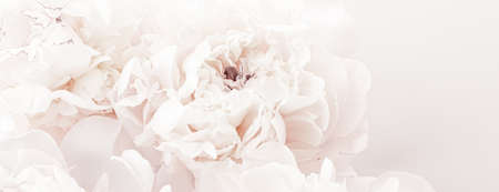 Pastel peony flowers in bloom as floral art background, wedding decor and luxury branding designの写真素材