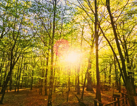 Spring forest landscape at sunset or sunrise, nature and environmentの写真素材
