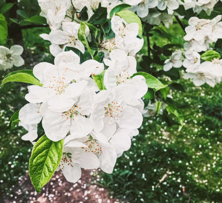 Blooming apple tree flowers in spring garden as beautiful nature landscape, plantation and...