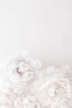 Pure white peony flowers as floral art background, wedding decor and luxury branding designの写真素材