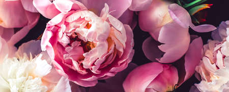 Pink peony flowers as floral art background, botanical flatlay and luxury branding designの写真素材