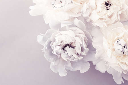 Blooming peony flowers as floral art on violet background, wedding decor and luxury branding designの写真素材