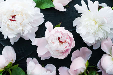 Blooming peony flowers as floral art background, botanical flatlay and luxury branding designの写真素材
