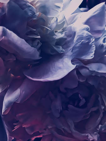 Purple peony flower as abstract floral background for holiday branding designの写真素材