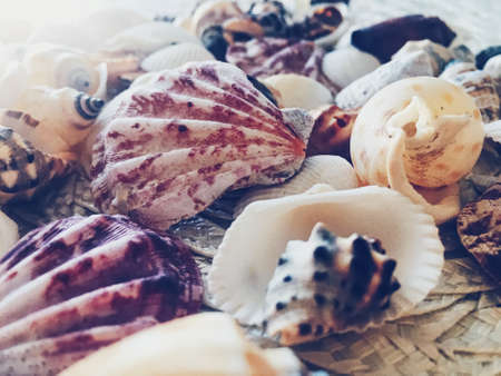 Seashells as summer coastal background, nature and travel conceptの写真素材
