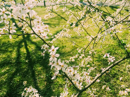 Blooming apple tree flowers in spring as floral background, nature and agricultureの写真素材