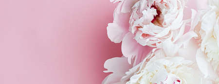 White peony flowers as floral art on pink background, wedding flatlay and luxury branding designの写真素材