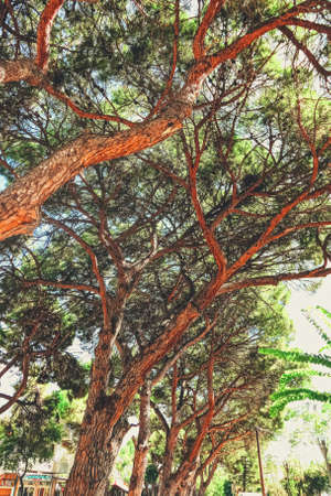 Beautiful trees in southern climate in summer, nature and travelの写真素材