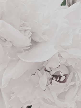 White peony flower as abstract floral background for holiday branding designの写真素材