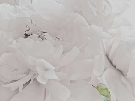 White peony flower as abstract floral background for holiday branding designの写真素材
