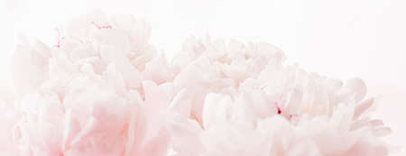 Peony flowers in bloom as floral art on pink background, wedding flatlay and luxury branding designの写真素材