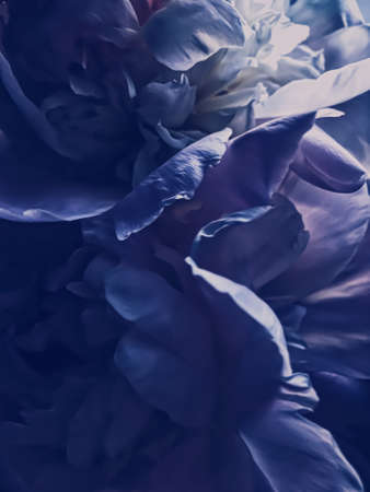 Purple peony flower as abstract floral background for holiday branding designの写真素材