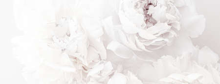 Pure white peony flowers as floral art background, wedding decor and luxury branding designの写真素材
