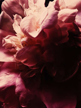 Red peony flower as abstract floral background for holiday branding designの写真素材