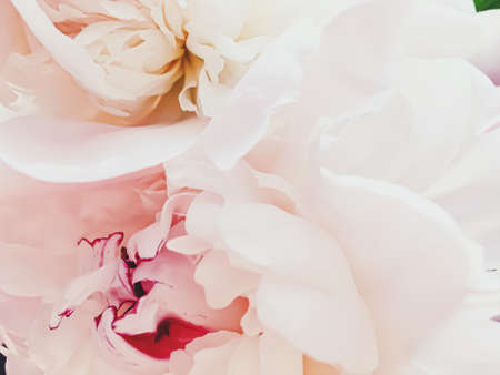 Pink peony flower as abstract floral background for holiday branding designの写真素材